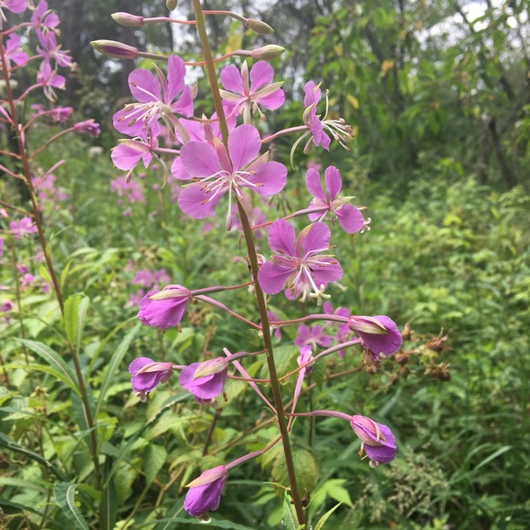 Meet your Posher, Sarah - Picture 1 of 1